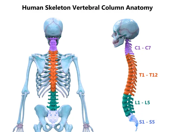 Columna Vertebral Anatomía Del Sistema Esquelético Humano — Foto de Stock