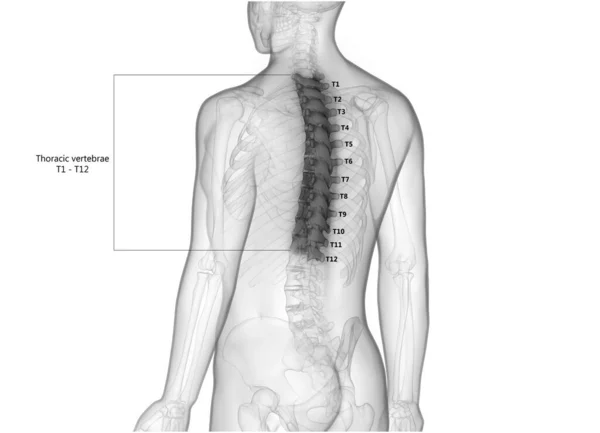 Spinal Cord Part Human Skeleton Anatomy Thoracic Vertebrae — 스톡 사진