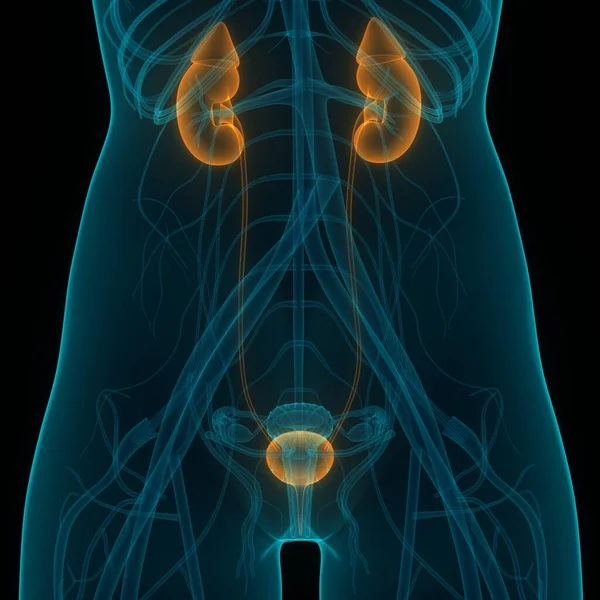 Illustration Menschlicher Körperorgane Nieren — Stockfoto