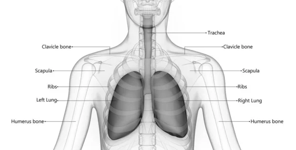 Human Respiratory System Longen Beschreven Met Labels Anatomy — Stockfoto