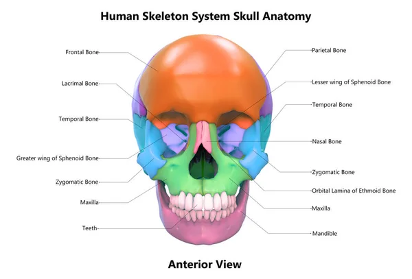 Sistema Esquelético Humano Piezas Del Cráneo Con Etiquetas Anatomía Vista — Foto de Stock