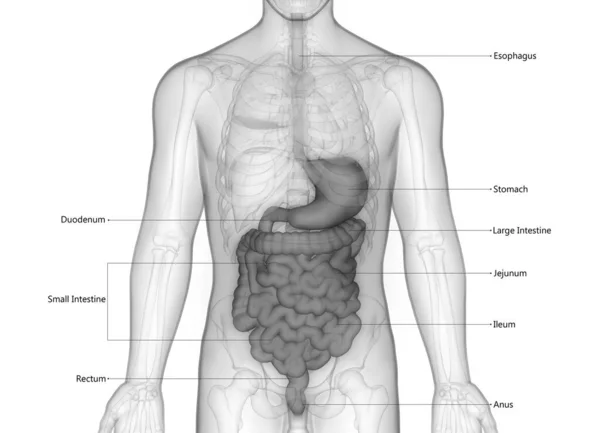 Anatomia Del Sistema Digestivo Umano — Foto Stock