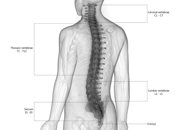 Vertebral Kolonn Mänskligt Skelett System Beskrivs Med Etiketter Anatomi Tredimensionell — Stockfoto