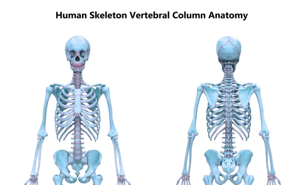 Columna Vertebral Anatomía Del Sistema Esquelético Humano —  Fotos de Stock