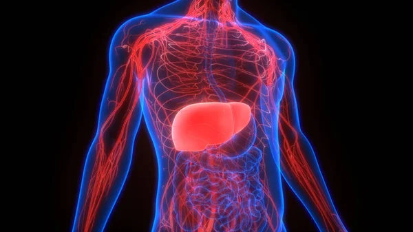 Anatomia Fígado Órgãos Internos Digestivos Humanos — Fotografia de Stock