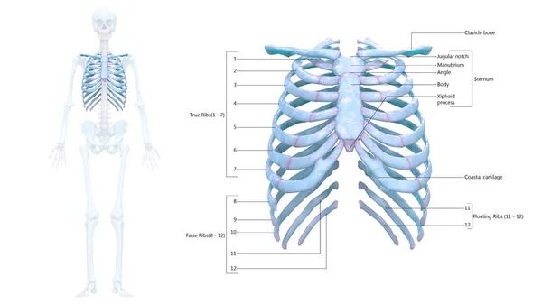 Торакальный Скелет Человеческой Скелетной Системы Детальной Анатомией Этикеток — стоковое фото