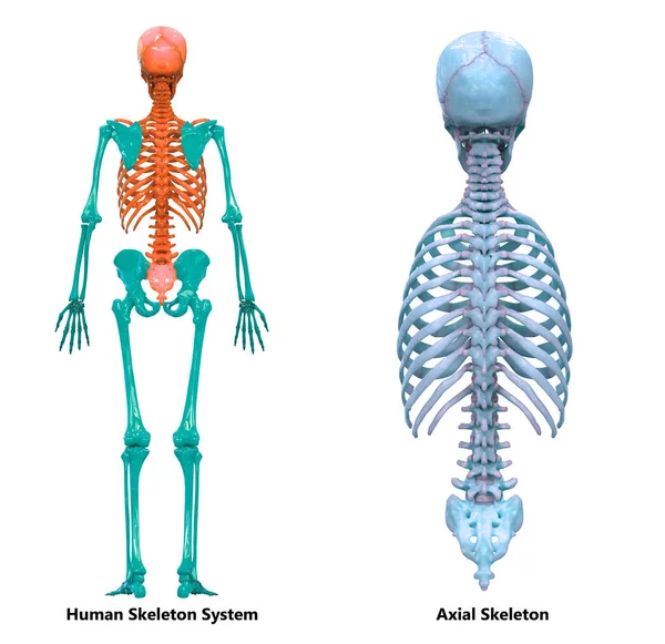 Sistema Esquelético Humano Esqueleto Axial Anatomía Vista Posterior — Foto de Stock