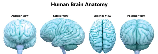 Nsan Sinir Sistemi Beyin Anatomisi Merkezi Organı Boyut — Stok fotoğraf