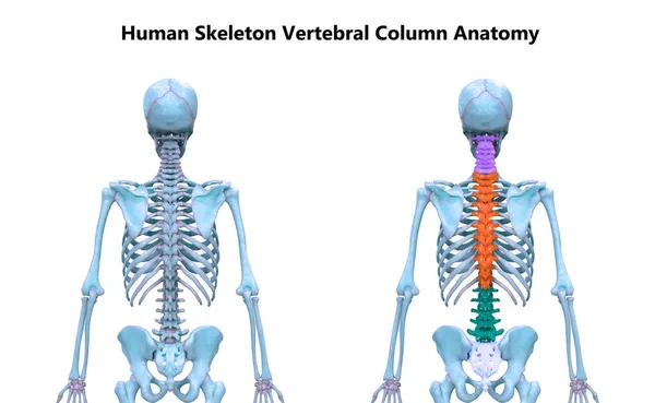 Columna Vertebral Anatomía Del Sistema Esquelético Humano — Foto de Stock