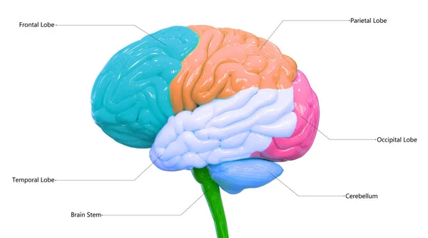 Órgano Central Del Sistema Nervioso Humano Lóbulos Cerebrales Con Etiquetas —  Fotos de Stock