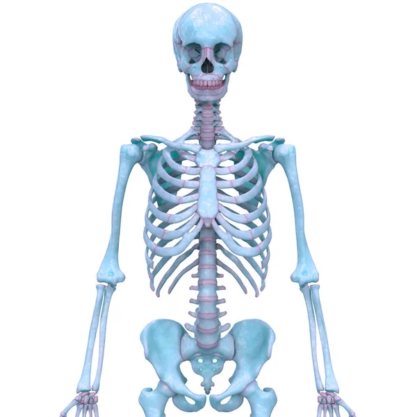 Anatomie Des Menschlichen Skelettsystems — Stockfoto