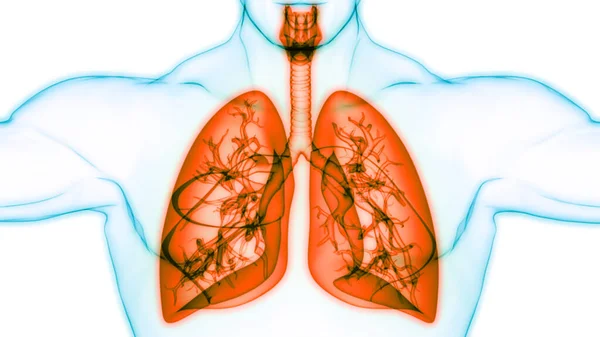 Anatomia Polmonare Del Sistema Respiratorio Umano — Foto Stock