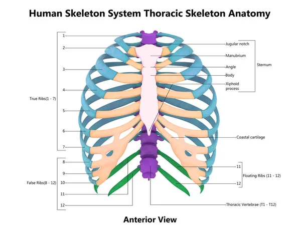 人类骨骼系统的胸骨与详细的标签解剖后视图 — 图库照片
