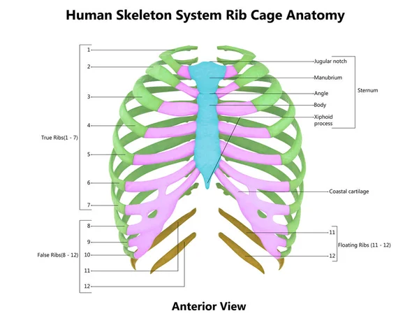 Menselijke Skelet Systeem Ribbenkast Met Gedetailleerde Etiketten Anatomie Vooraanzicht — Stockfoto