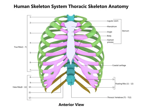 Sistema Esquelético Humano Esqueleto Torácico Con Etiquetas Detalladas Anatomía Vista — Foto de Stock