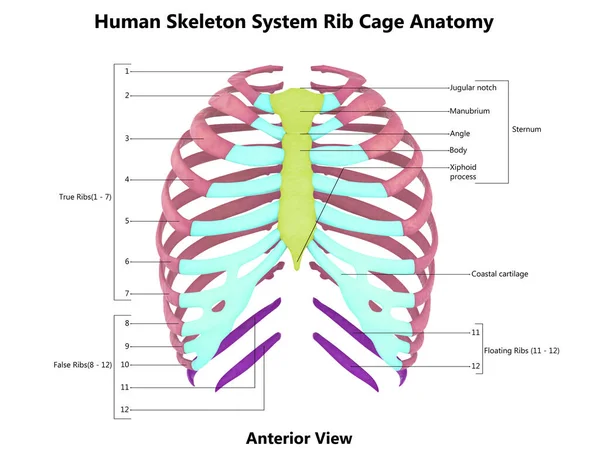 Sistema Esquelético Humano Jaula Costillas Con Etiquetas Detalladas Anatomía Vista — Foto de Stock