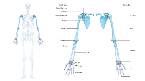 Ayrıntılı Etiket Anatomisi Ile Nsan Skelet Sistemi Üst Uzuv Kemik — Stok fotoğraf