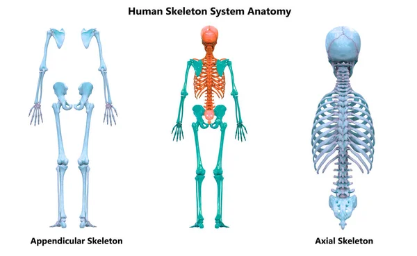 İnsan iskeleti eklentisi ve Axial İskelet Anatomisi Posterior View. Üç Boyut