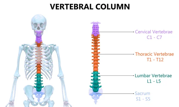 Kręgosłup Ludzkiej Anatomii Układu Szkieletowego — Zdjęcie stockowe