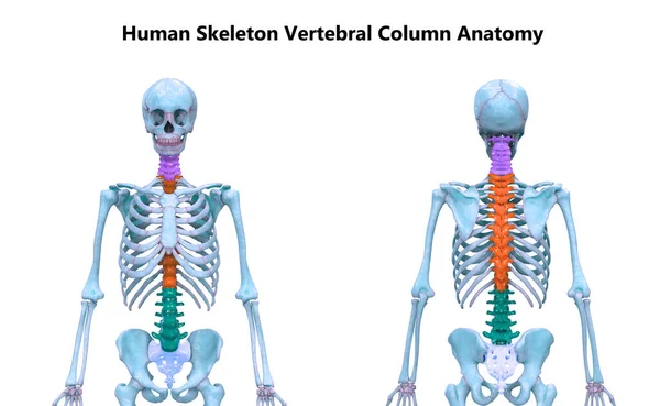 Colonne Vertébrale Anatomie Squelette Humain — Photo