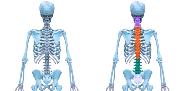 Emberi Csontváz Rendszer Anatómiájának Gerincoszlopa — Stock Fotó