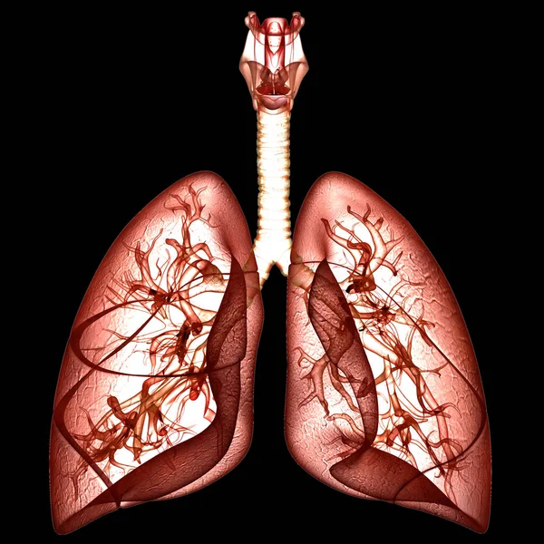 Nsan Solunum Sistemi Akciğerleri Anatomisi Boyut — Stok fotoğraf