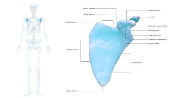 Människans Skelett System Scapula Benleder Med Detaljerade Etiketter Anatomi Tredimensionell — Stockfoto