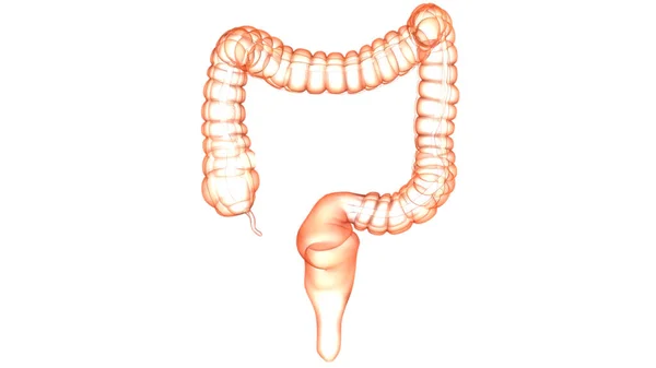 Anatomía Del Intestino Grueso Del Sistema Digestivo Humano — Foto de Stock