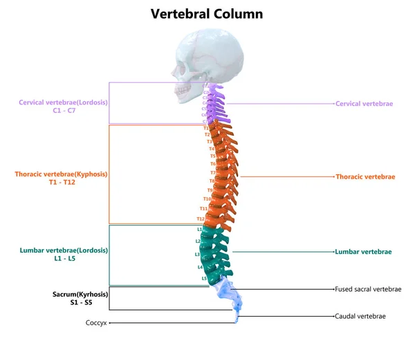 Vertebrale Kolom Van Menselijke Skelet Systeem Anatomie — Stockfoto