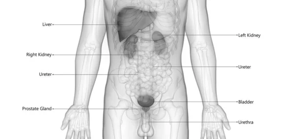 Fígado Humano Com Sistema Urinário Descrito Com Anatomia Etiquetas — Fotografia de Stock