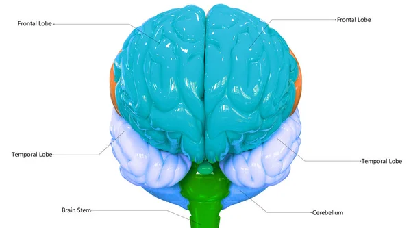 Organo Centrale Lobi Cerebrali Del Sistema Nervoso Umano Con Etichette — Foto Stock