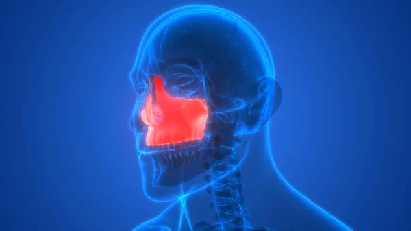 Nsan Iskeleti Kafatası Maxilla Kemik Anatomisini Parçalar — Stok fotoğraf