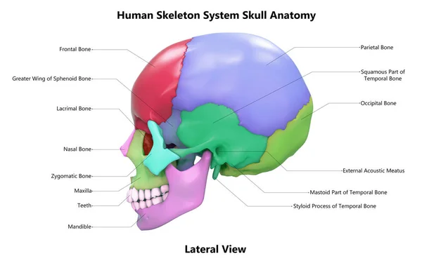 人类骷髅系统骷髅部分与标签解剖学前视图 — 图库照片