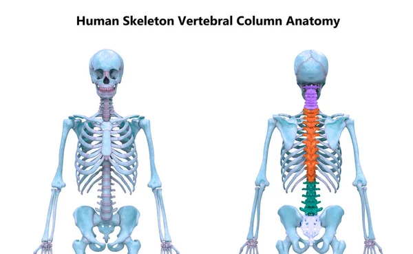 Vertebral Kolonne Menneskelige Skelet System Anatomi 3Dname - Stock-foto