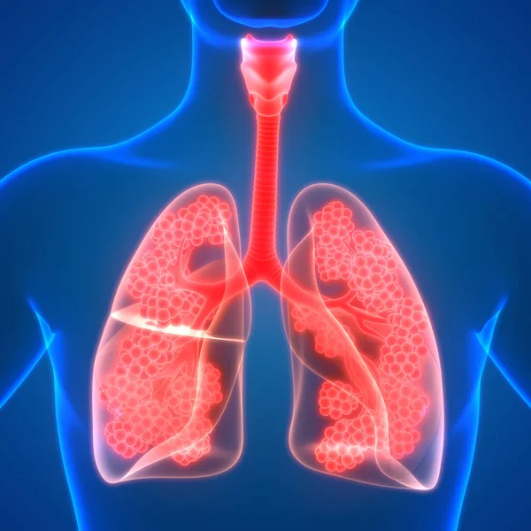 인간의 Human Respiratory System Lungs Anatomy — 스톡 사진