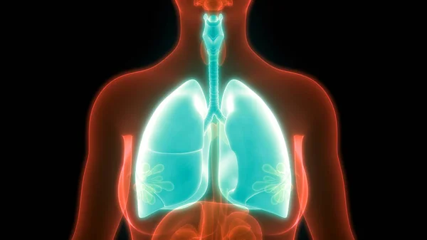 Anatomia Polmonare Del Sistema Respiratorio Umano — Foto Stock