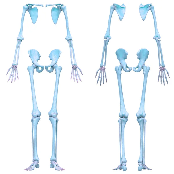 Human Skeleton System Appendicular Skeleton Anatomy Posterior View — 스톡 사진