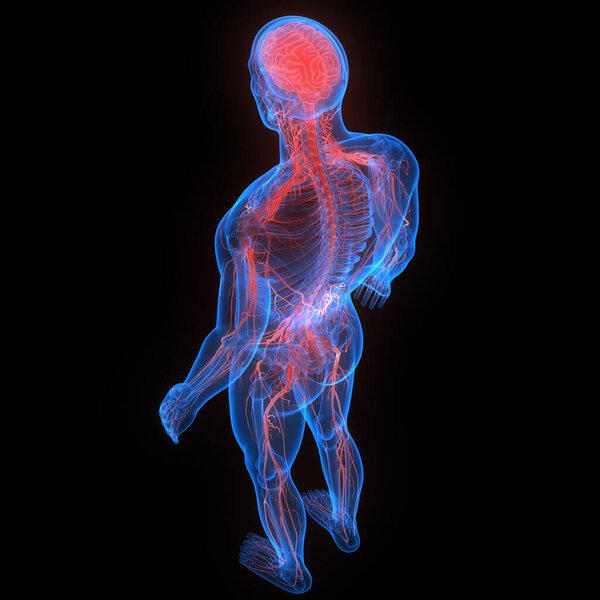 Central Organ of Human Nervous System Brain Anatomy. 3D