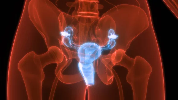 Anatomie Des Weiblichen Fortpflanzungssystems — Stockfoto