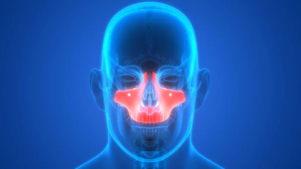 Nsan Iskeleti Kafatası Maxilla Kemik Anatomisini Parçalar — Stok fotoğraf