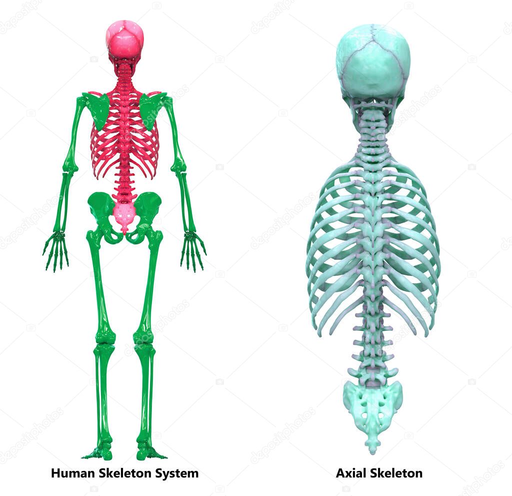 Human Skeleton System Axial Skeleton Anatomy Posterior View. 3D
