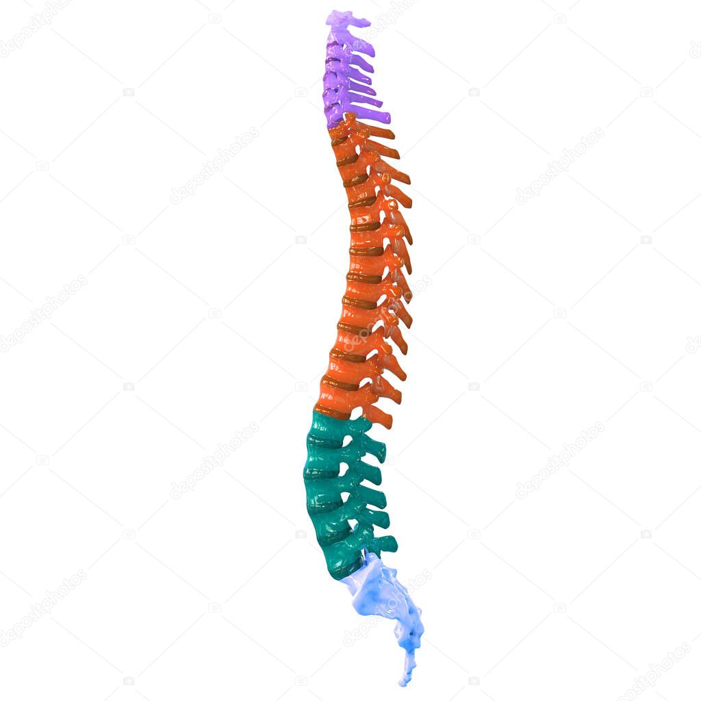 Vertebral Column of Human Skeleton System Anatomy. 3D