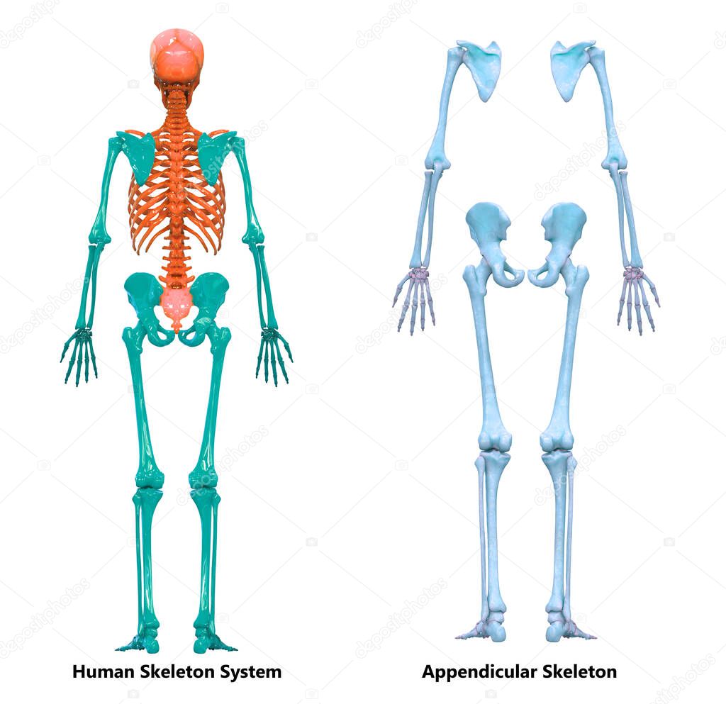 Human Skeleton System Appendicular Skeleton Anatomy Posterior View. 3D