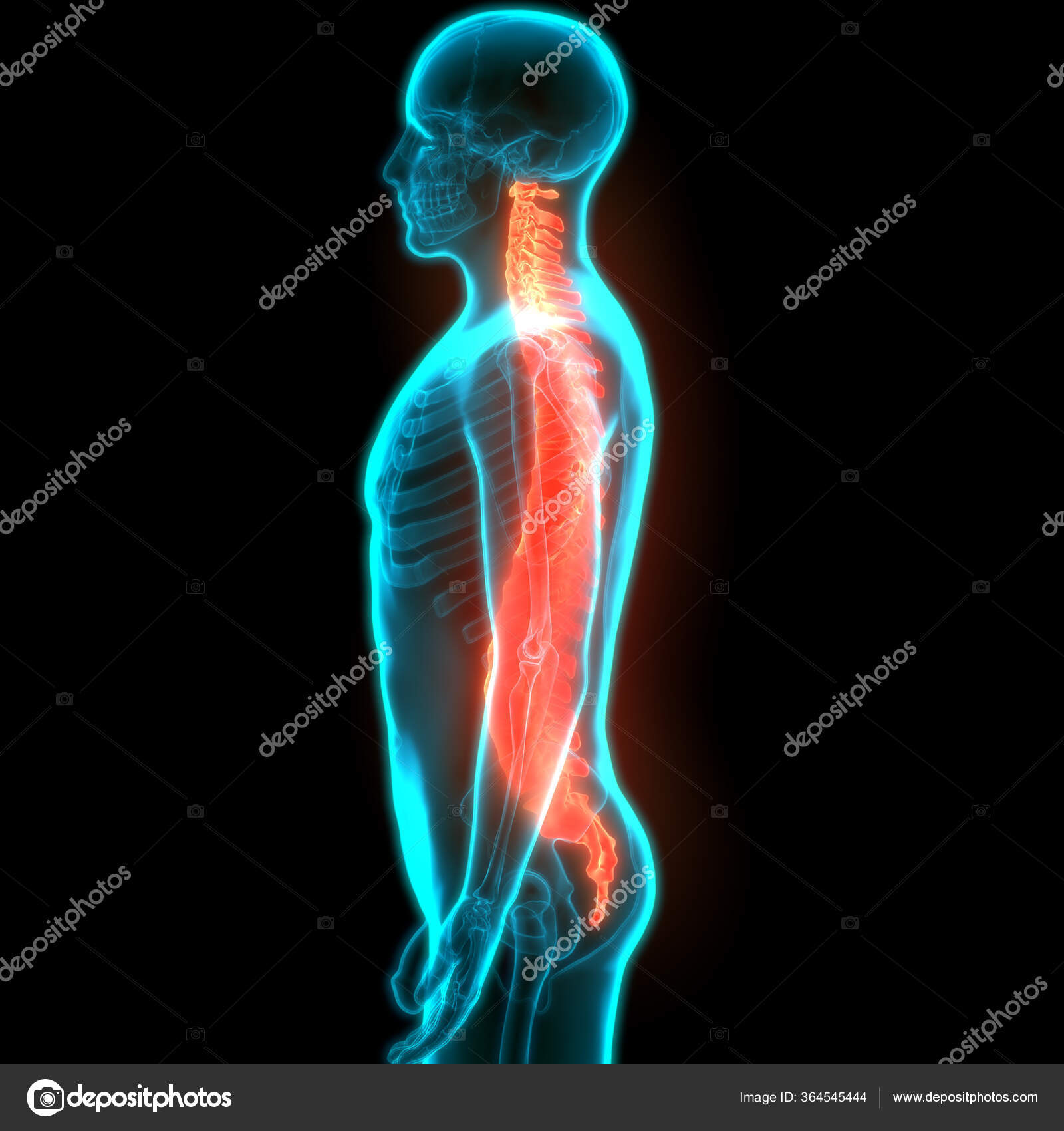 Vertebral Column Discs Human Skeleton System Anatomy Stock Photo by
