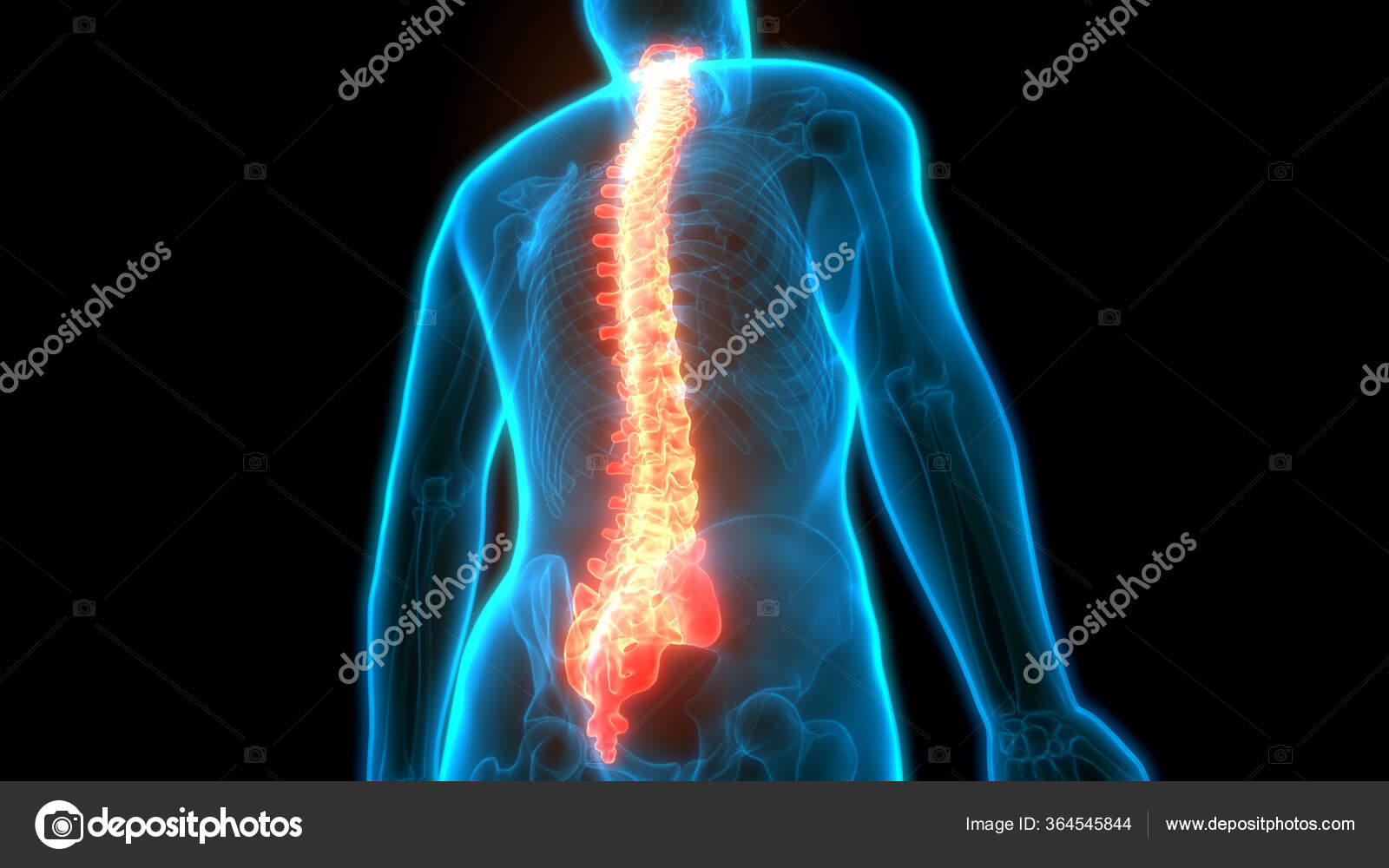 Vertebral Column Discs Human Skeleton System Anatomy Stock Photo by