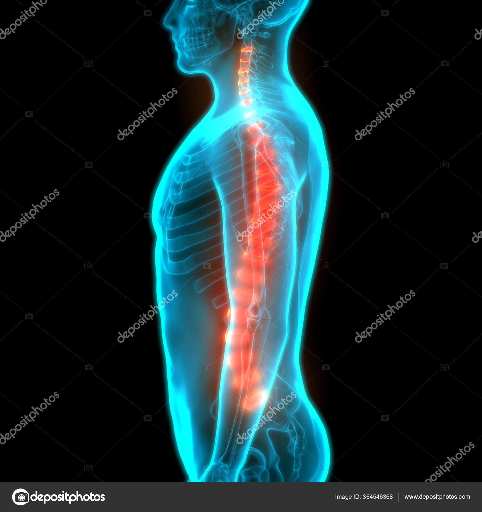 Vertebral Column Discs Human Skeleton System Anatomy Stock Photo by ... Biology Diagrams