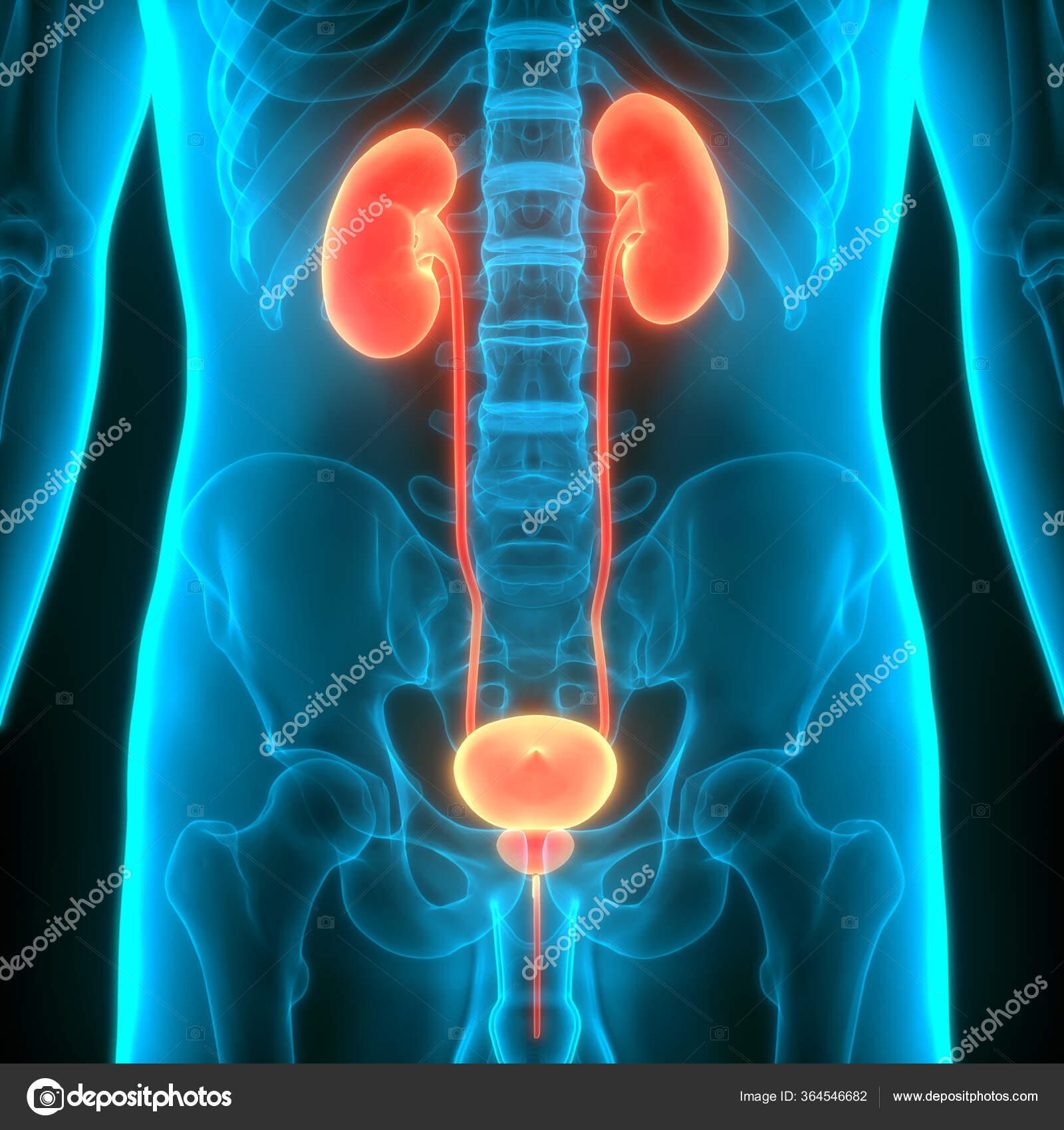 Nyrer Med Blæreanatomi Fra Humant Urinsystem – stockfoto © magicmine ...