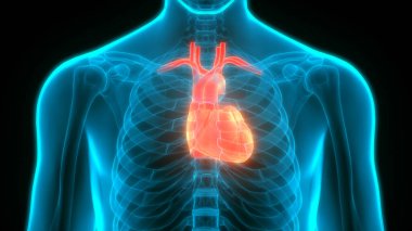 İnsan Kalbi Anatomisi çizimi. 3d