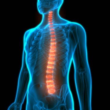 İnsan İskelet Sistemi Anatomisi Omurga Diskleri