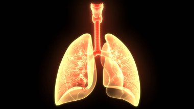 İnsan Solunum Sistemi Anatomiyi Akciğerledi